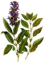 Salvia officinalis - Salbei gegen Schweiß